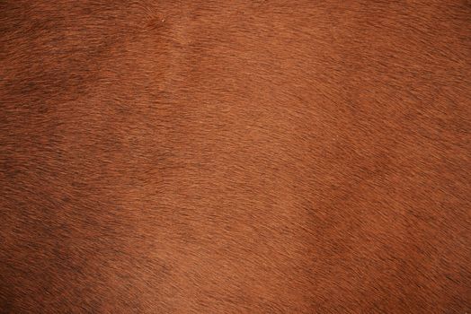 Brown natural cow fur texture