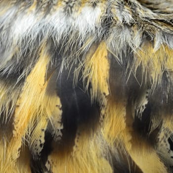 Closeup Eurasian Eagle Owl feathers