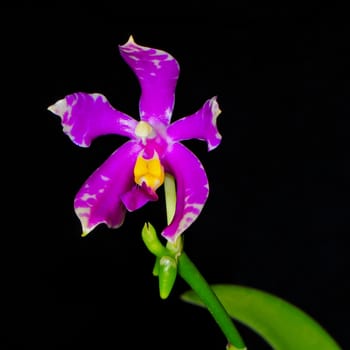 Purple orchid, Phalaenopsis pulchra, isolated on a black background