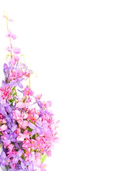 Summer flowers background, beautiful blossom of pink and purple flower, isolated on a white background