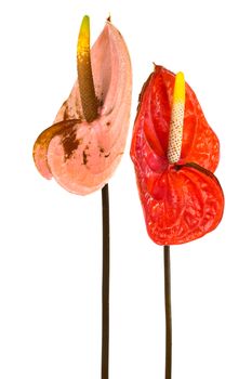 Beautiful two anthurium on a white background