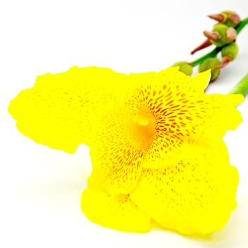 Yellow flower, Canna Lily isolated on a white background