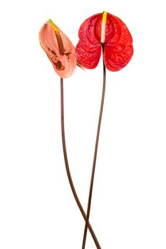 Beautiful two anthurium on a white background