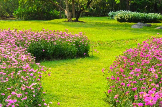 The Pathway in green grass the garden.