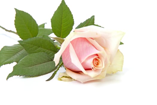 One pink rose in closeup over white background