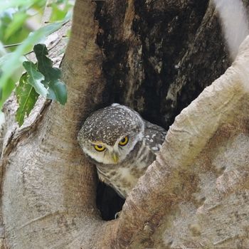 Spotted Owlet (Athene brama), standing on its hole