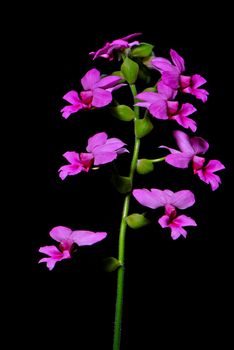 Inflorescence of colorful pink Calanthe, Calanthe rubens, terrestial orchid