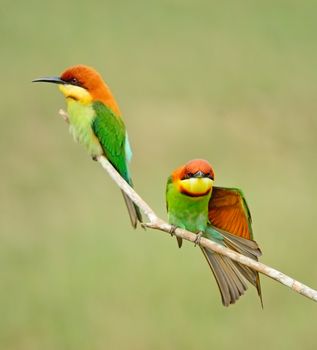 Colorful bird, Chestnut-headed Bee-eater (Merops leschenaulti) sitting and resting on a branch