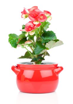 Flower blooming in a pot, red begonia. perennial flowering plants