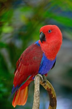 Colorful red parrot, a female Eclectus parrot (Eclectus roratus), breast profile
