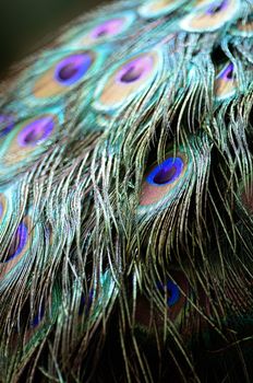 Green Peafowl feather background