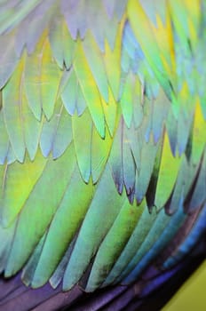 Closeup shot of a Nicobar Pigeon feathers