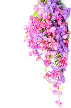 Summer flowers background, colorful blossom of pink and purple flower, isolated on a white background