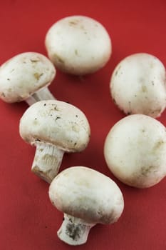 button white mushrooms on red background, champignons.