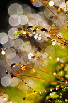 Water and moss bokeh background