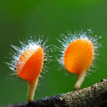 Closeup of pink burn cup, fungi cup, beautiful orange mushroom; on a green background