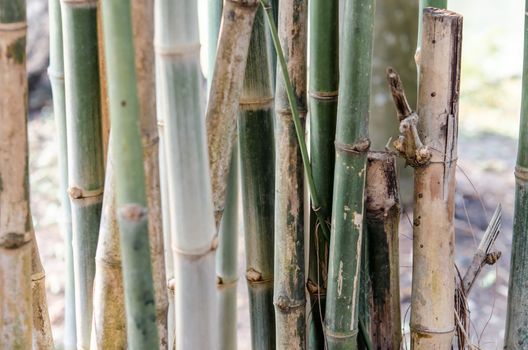 greens and strong vertical lines of trees in a bamboo.