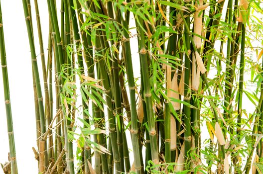 A green bamboo isolated on white background.