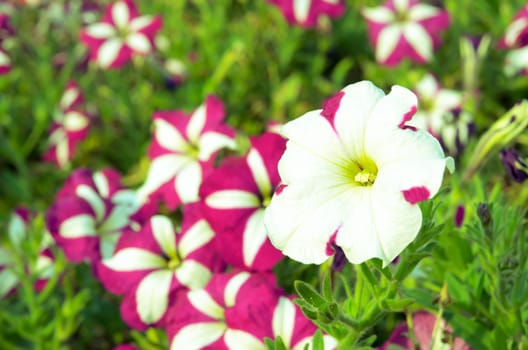 Phlox red and purple flowers in the garden.