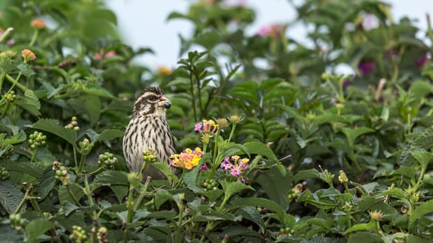 Little bird eating tiny fruits of a flowering plant in a garden