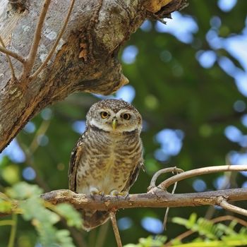 Spotted Owlet (Athene brama), standing on a branch