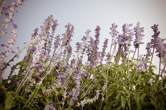 It is a herbaceous plant fragrant purple flowers.