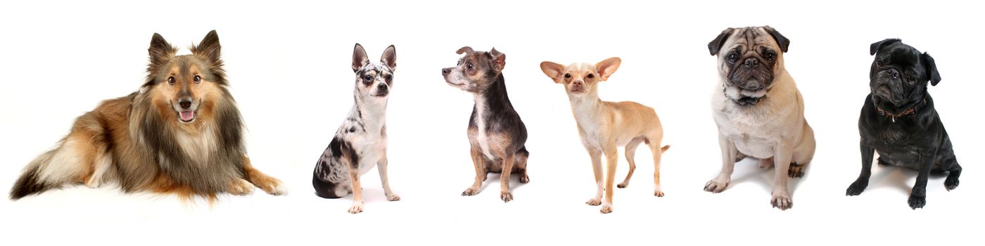 Banner like image of small dog breeds like Sheltie, Chihuahua and Pugs on a white background