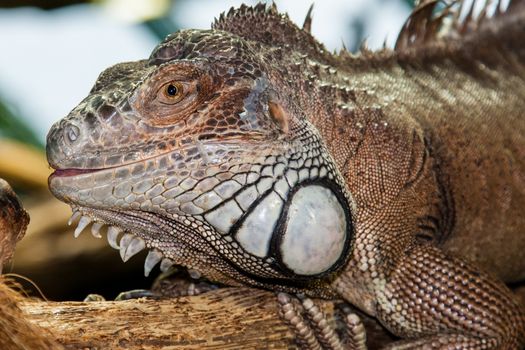 Big spiky iguana sitting on the branch