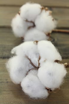 dried cotton flowers on a wooden board