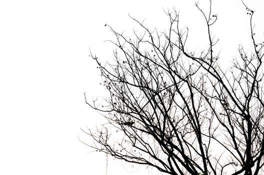 black tree silhouette isolated on white background