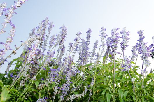 It is a herbaceous plant fragrant purple flowers.