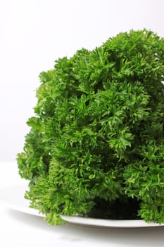 Fresh bunch of green parsley on a plate and white background