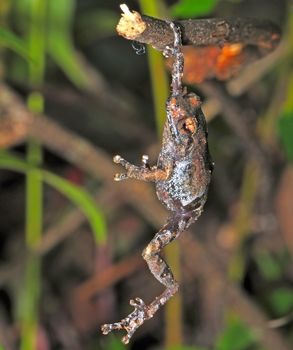 Frog mountain, climping on a branch in rainforest