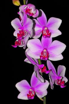 Colorful Pink and purple Phalaenopsis, Phalaenopsis hybrid