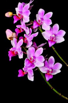 Pink and purple orchid, Phalaenopsis hybrid