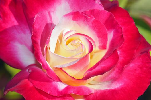 Close up of beautiful pink and yellow single rose