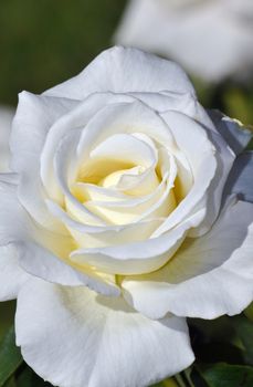 Beautiful single white rose in full bloom