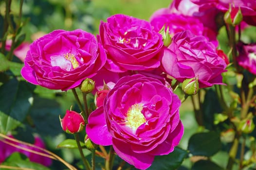 Beautiful pink spring roses in full bloom