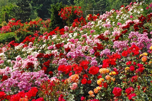 Beautiful mult-colored rose garden in spring