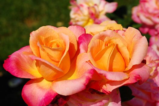 Elegant orange roses in full bloom
