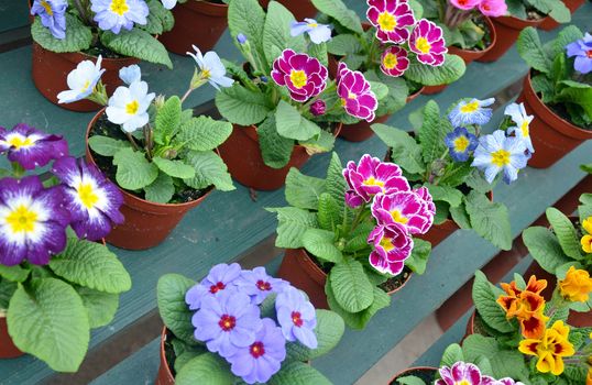 Colorful pots full of winter primroses