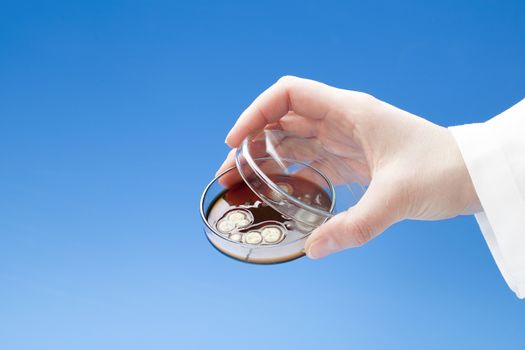 Petri dish with colonies of bacteria in hand