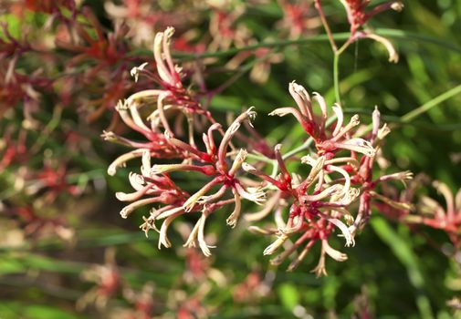 kangaroo paw, anigozanthos, Australia plant