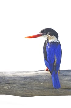 Colorful bird, Black-capped Kingfisher (Halcyon pileata) on a branch