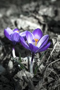 purple crocuses in spring day