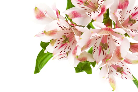 alstroemeria pink flower isolated on white