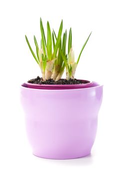 sprout of flower bulbs in pot, in early spring. isolated on white background.