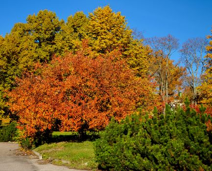 Bright autumn colors against the blue sky in the city