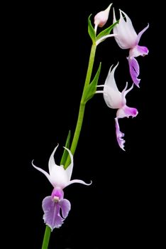 Purple ground orchid, Calanthe reflexa