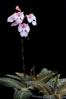 Ground orchid, Habenaria carnae